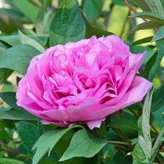Pinke Rose