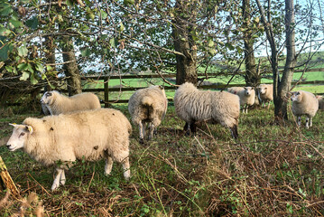Obraz premium Flock of sheep grazing and resting beside the trees. Sheep farm in Co. Dublin, Ireland. Close up view