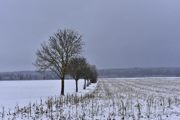 Winter dream winter landscape with gray clouds. Cold season with snow and dark vegetation.