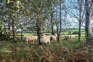 Obraz premium Flock of sheep grazing and resting beside the trees. Sheep farm in Co. Dublin, Ireland