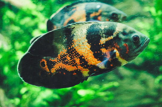 Black and orange gurami fish, plants in background