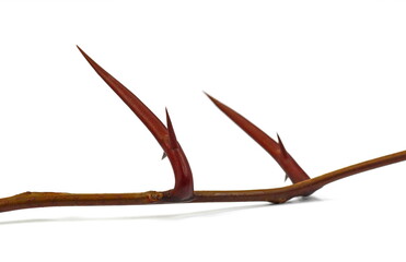 Obraz premium Acacia tree branch with thorns isolated on white background, clipping path