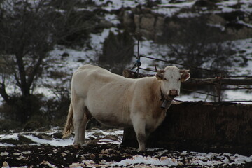 Vaca blanca en la nieve