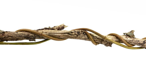 Wild dry liana, jungle vine and tree branch with thorns isolated on white background, clipping path