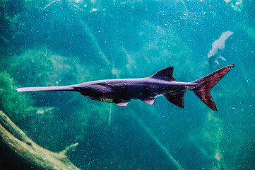 Obraz premium Saw fish - with long nose