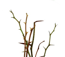 tree branch with thorns isolated on white background, clipping path