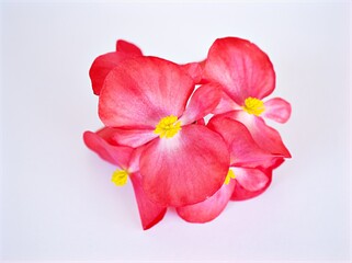 red begonia flower isolated on white background