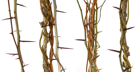 Wild dry liana, jungle vine and tree branch with thorns isolated on white background, clipping path