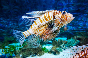 Orange, brown and white venomous coral reef fish