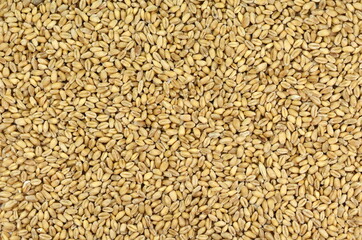 wheat grains background. Top view