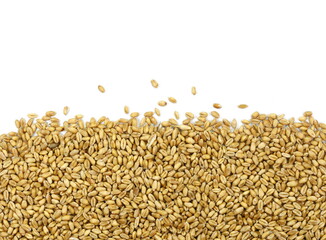 wheat grains isolated on white background. 