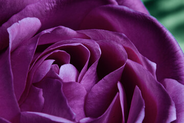 Obraz na płótnie Canvas Fresh rose