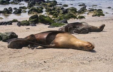 Sea lions playing, La Loberia, Isla San Cristobal, Galapagos Islands, Ecuador
