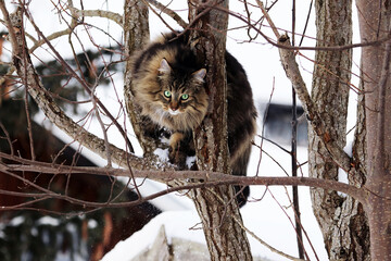 Eine Norwegische Waldkatze ist im Winter geschickt auf einen Baum geklettert