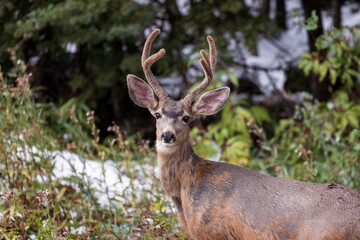 Naklejka na ściany i meble Mule Deer buck with velvet antlers in Colorado