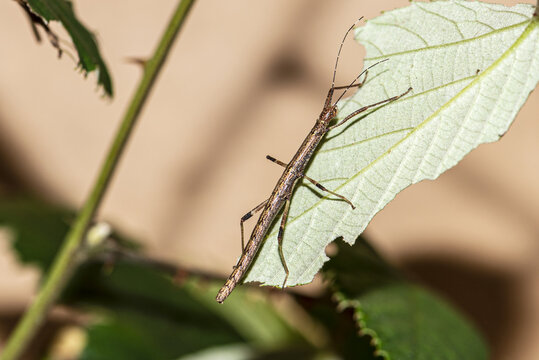 Selective focus shot of an insect-eating a green leaf on  a blurred background