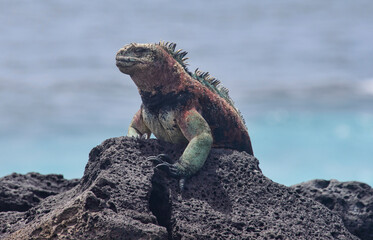 Obraz premium Colorful marine iguana (Amblyrhynchus cristatus), Isla San Cristobal, Galapagos Islands, Ecuador