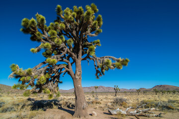 Joshua Tree (Yucca brevifolia) in the Joshua Tree National Park