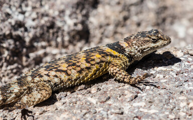 Sunbathing Crevice Spiny Lizard (Sceloporus poinsettii)