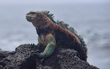Obraz premium Colorful marine iguana (Amblyrhynchus cristatus), Isla San Cristobal, Galapagos Islands, Ecuador