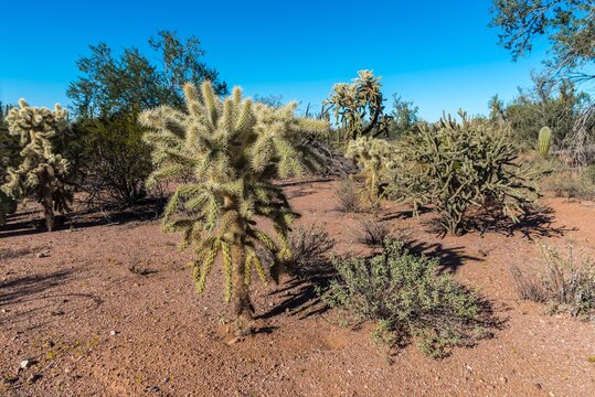 Ironwood Forest National Monument, USA