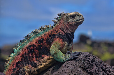 Colorful marine iguana (Amblyrhynchus cristatus), Isla San Cristobal, Galapagos Islands, Ecuador