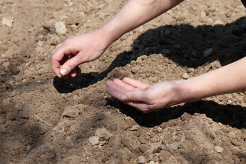 Sowing of seed in earth. The hand of woman sows seed in earth