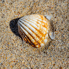 Seashell on a sandy beach in Perth
