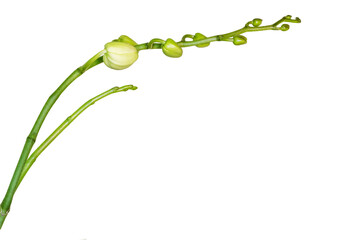 Phalaenopsis orchid Flower spike isolated on white background