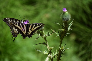 Butterflies drinking from a flower