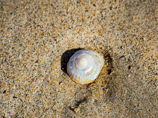Seashell on a sandy beach in Perth