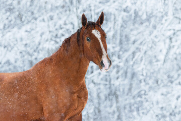 Obraz na płótnie Canvas Portrait of Don breed horse in winter. Russian golden horse.