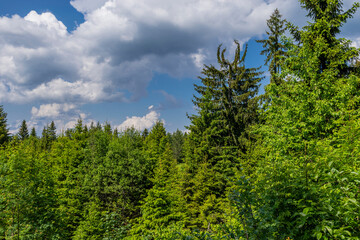 green forest and sky