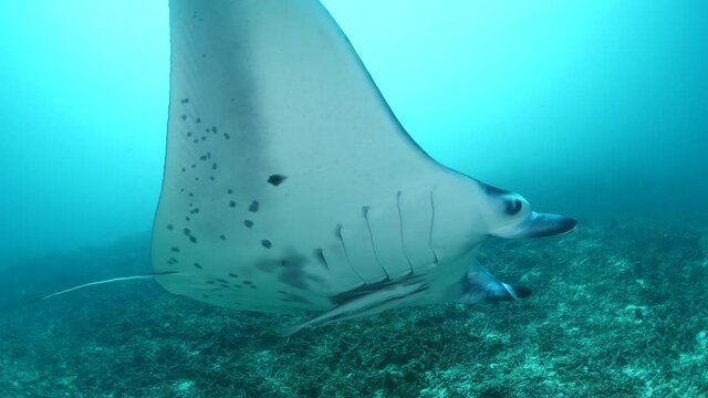 manta ray swim elegant underwater around corals ocean scenery scuba divers to see 