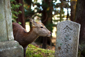 Japanese Cute Deer
