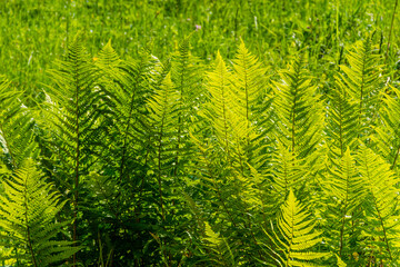 fern leaf background