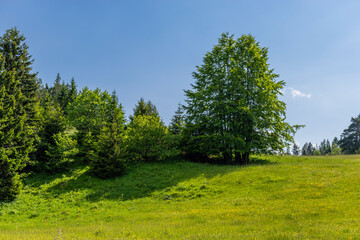 landscape with trees