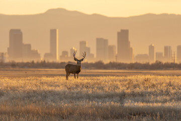 Mule deer against a background of Denver skyline