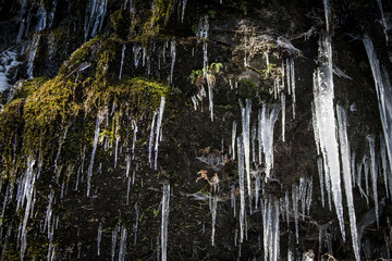 Icicles thaw in the sun hanging from mossy ricks in Washington