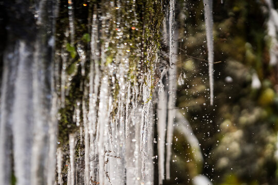 Water drips from icicles hanging from mossy rocks in Washington