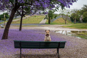 Scottish terrier dog sits on  bench in  Buenos Aires city park