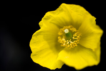 Fine art photography of yellow flower macro image