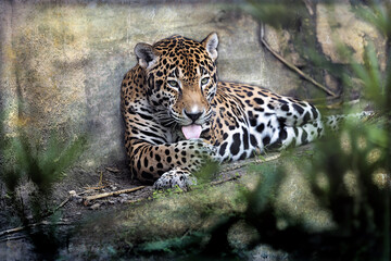 Jaguar Set in Stone