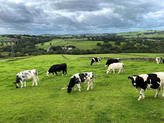 Black and white cows, grazing in a pasture, with a viaduct and hills, in the far distance near,...