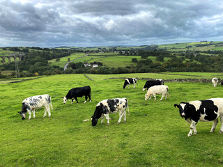 Black and white cows, grazing in a pasture, with a viaduct and hills, in the far distance near, Cullingworth, Bradford, UK 