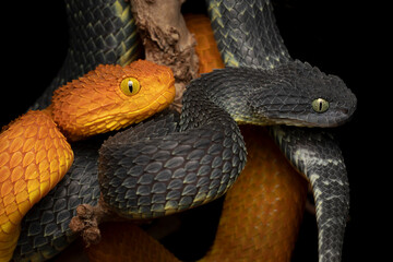 Pair of Venomous Bush Viper Snakes - Orange female and black male
