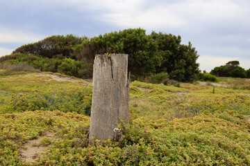 tree stump in coastal landscape