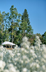 White flowers field on a sunny day