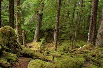 Green Temperate Rainforest, The Brothers Islands, Alaska
