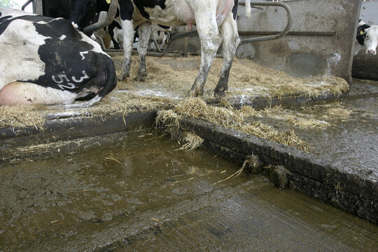 Dairy cow feet and lameness